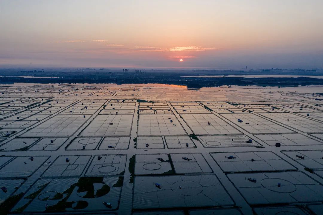夕阳下,阳澄湖整齐有序的蟹田