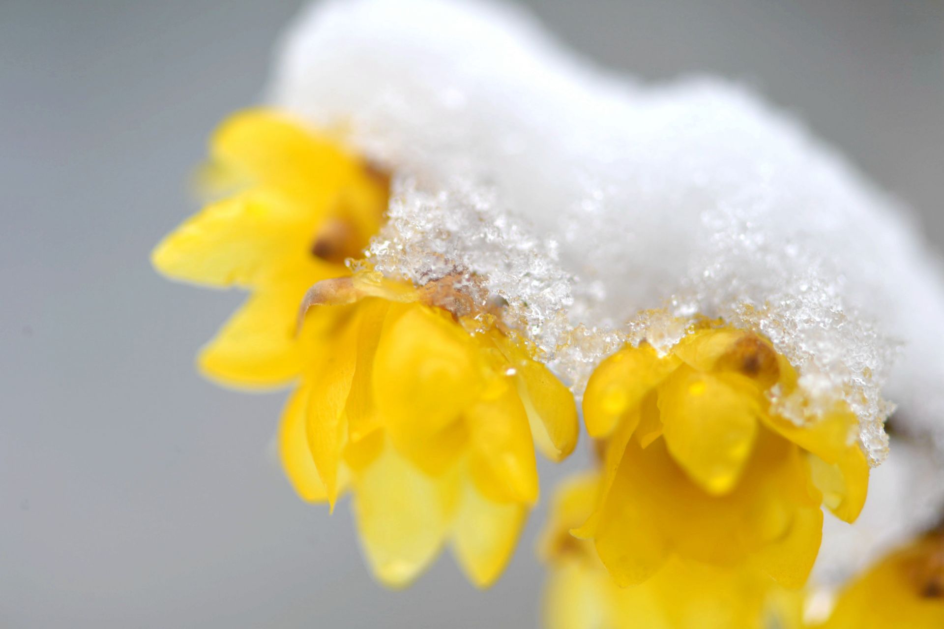 虎年第一场瑞雪中,腊梅花迎雪盛开,雪中的腊梅馨香醉人,晶莹剔透宛如