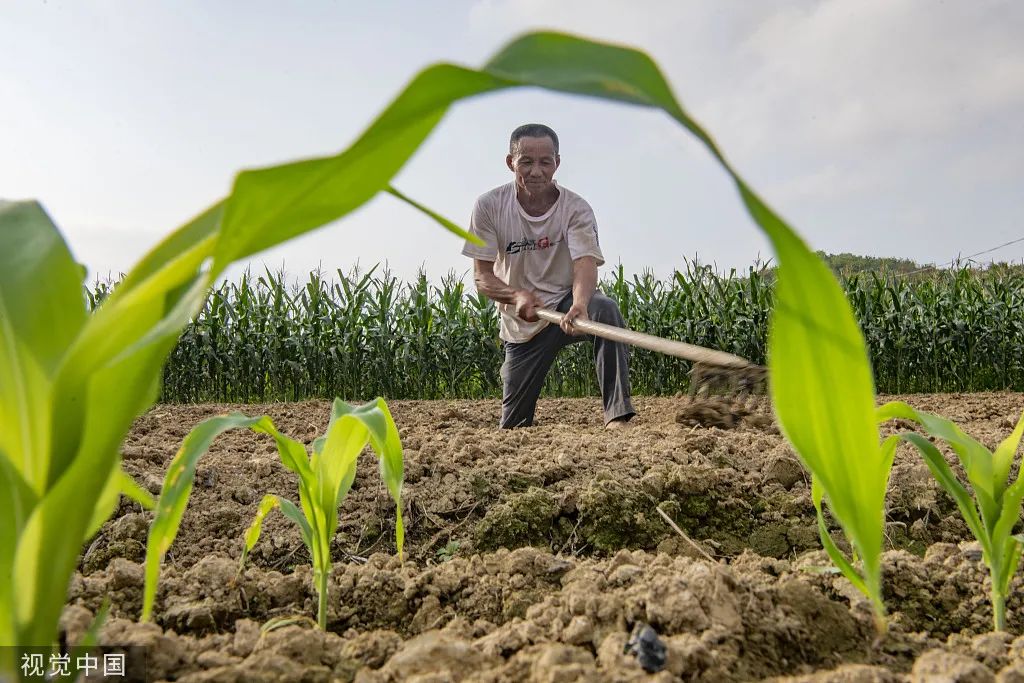 　　2022年2月7日，海南省琼海市嘉积镇红星社区的农民在田园里劳作。