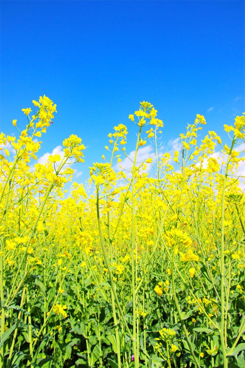 黄澄澄 金灿灿～～"醉"美花海在等你|油菜花|花海|大理白族自治州