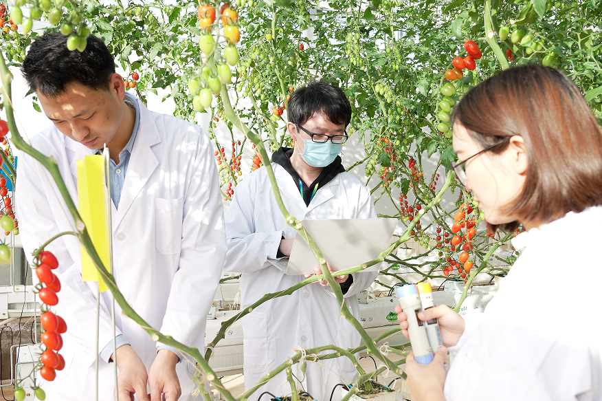 团队成员在云南“多多农研科技大赛”的温室中做现场数据采集（莫斯提/摄）