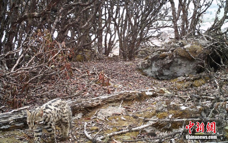 四川栗子坪保护区红外相机拍到多种珍稀野生动物