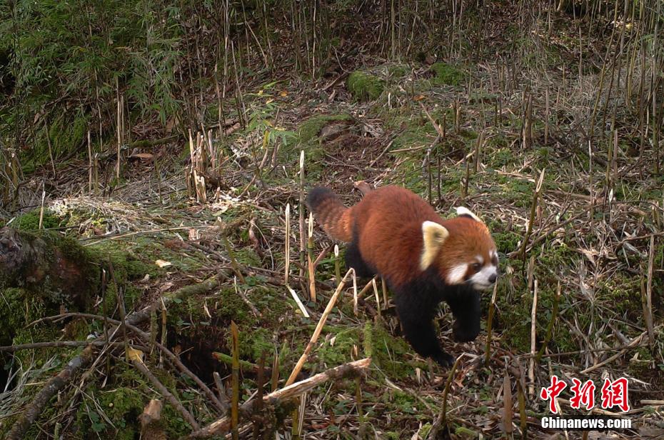 四川栗子坪保护区红外相机拍到多种珍稀野生动物