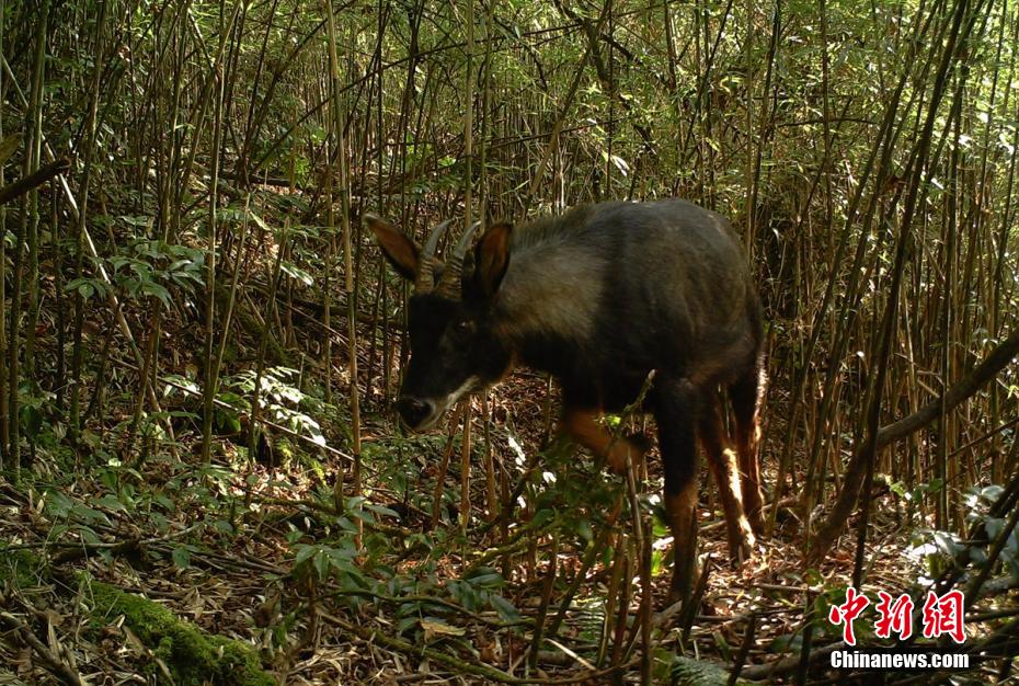 四川栗子坪保护区红外相机拍到多种珍稀野生动物