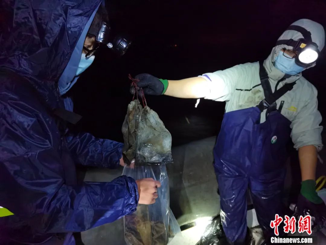张沛东教授团队在唐山曹妃甸开展鳗草海草床碳汇潜力研究。张沛东 摄