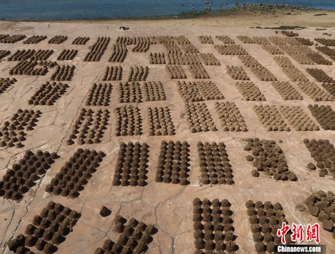 张沛东教授团队在荣成天鹅湖开展鳗草基质裹种播种的生态修复。张沛东 摄