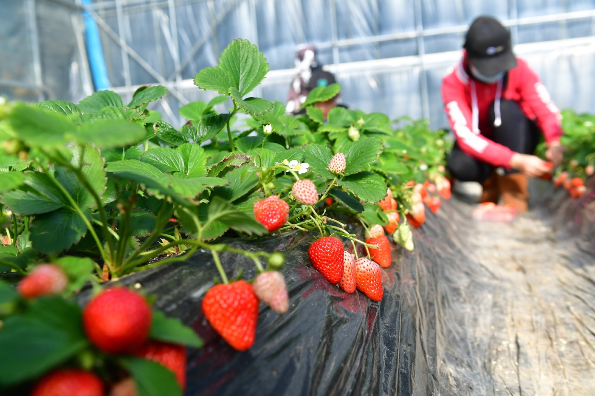 草莓大棚迎来"采摘热"
