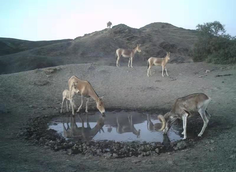 蒙古野驴与盘羊共饮一汪水(供图:卡山保护区管理中心)