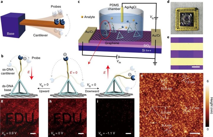 ▲MolEMS 和 MolEMS g-FET，图片来自：Nature Biomedical Engineering