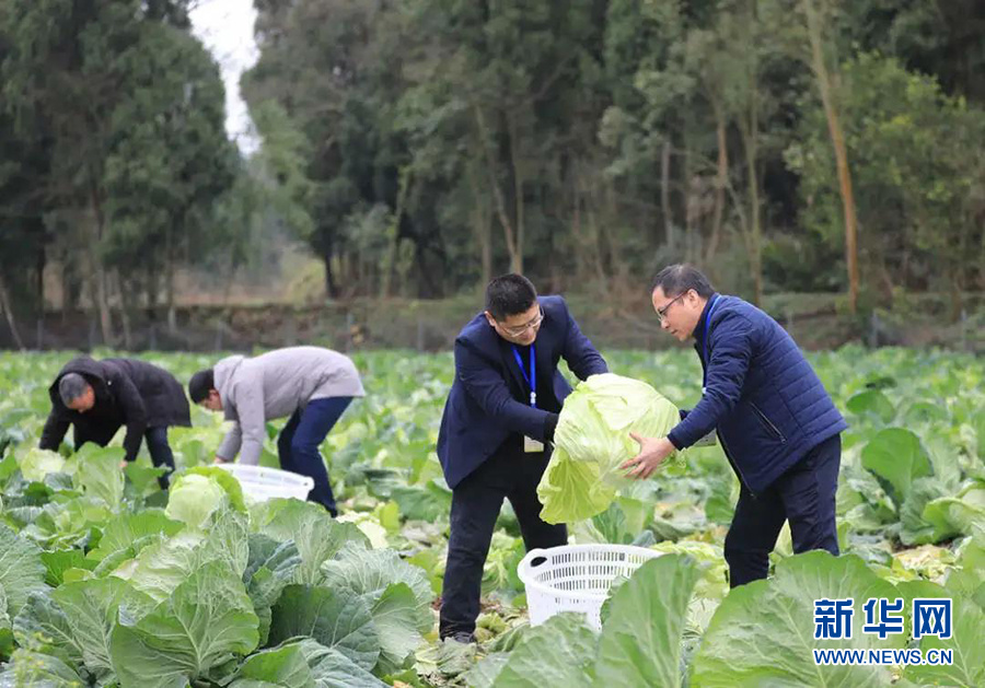 图为乡村振兴工作队队员们在黄常兴的蔬菜地里帮忙.新华网发(黄舒 摄)