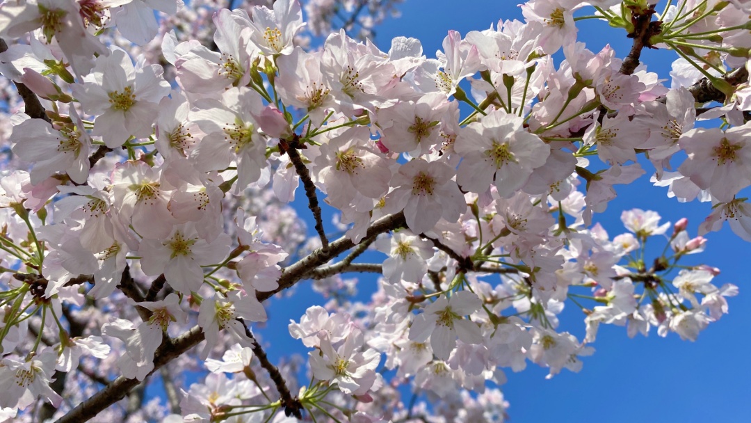 辰山植物园寒樱醒啦预计3月可进入最佳赏樱期