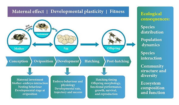 图1 胚胎生态学理论框架图