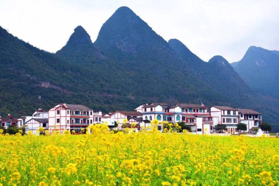 万峰林油菜花美不胜收