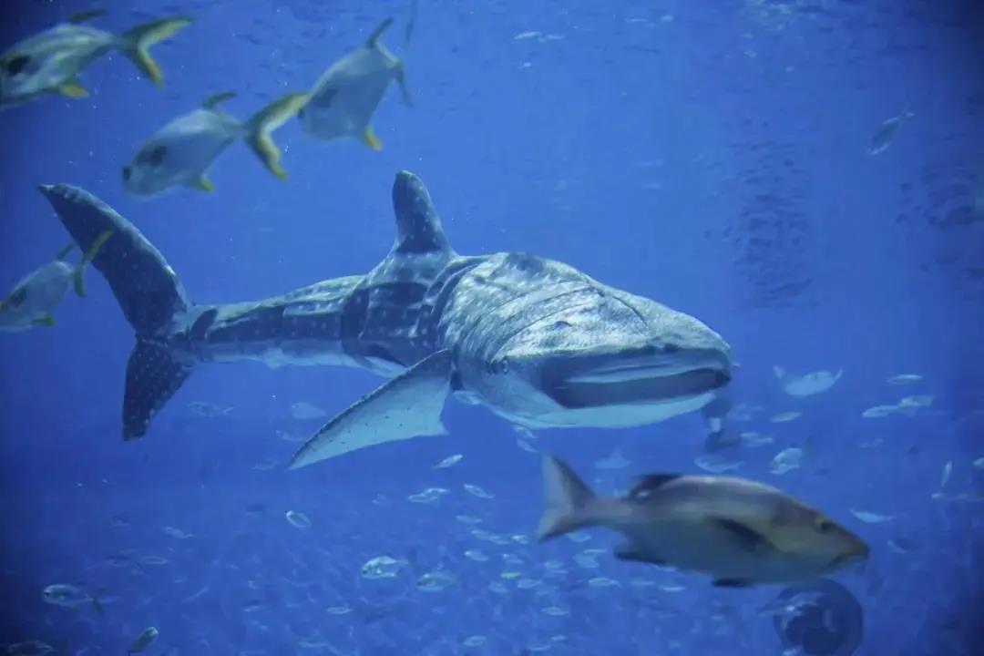 世界首条仿生鲸鲨亮相上海：长4.7米，能上浮下潜自主游动