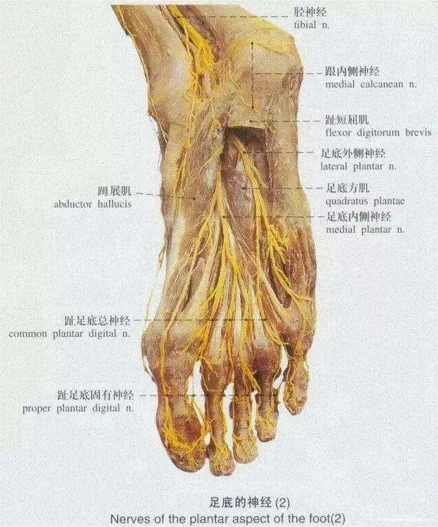 神经因素:糖尿病患者因长期受高血糖的影响,下肢周围神经会出现病变
