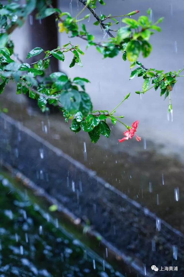美好食间丨雨水:风雨送春归