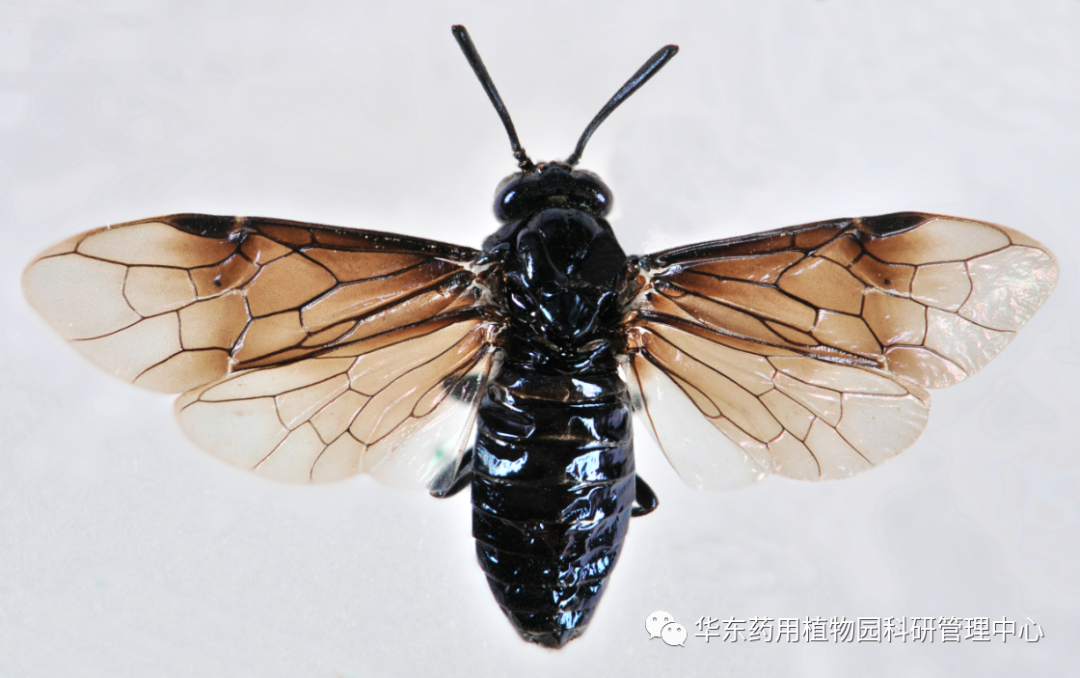 全球新物种以丽水命名
