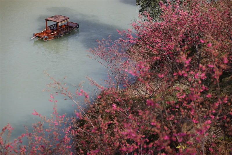 温州樱花园牡丹樱绽放。翁卿仑 摄
