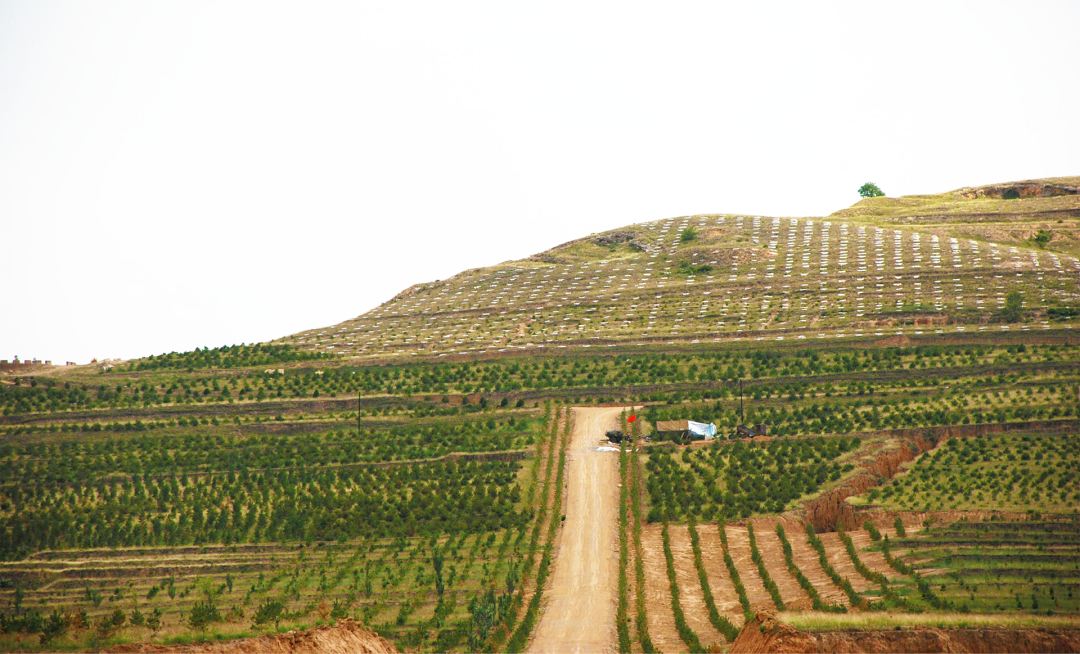 右玉县造林治沙基地