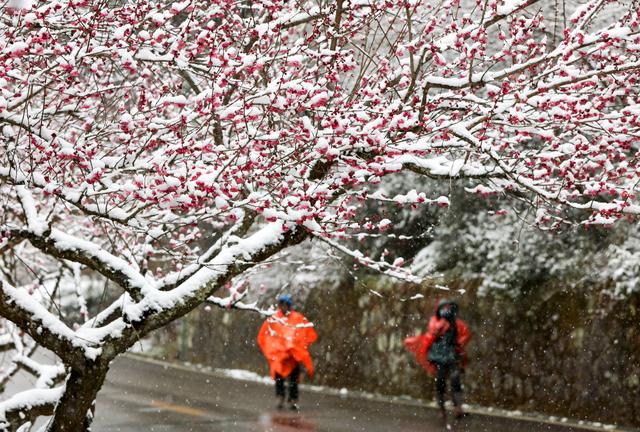 2月22日,游人在湖南张家界景区黄石寨梅园踏雪赏梅.