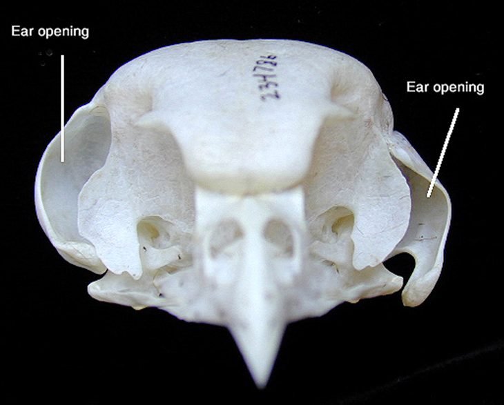 猫头鹰头骨显示两耳高度不对称.(图片来源:animaldiversity.org)