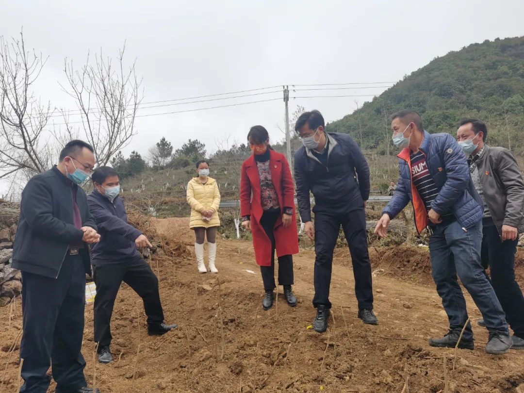 在凌云县,中广核挂职干部,县委常委,副县长刘华干一天内跑遍大半个