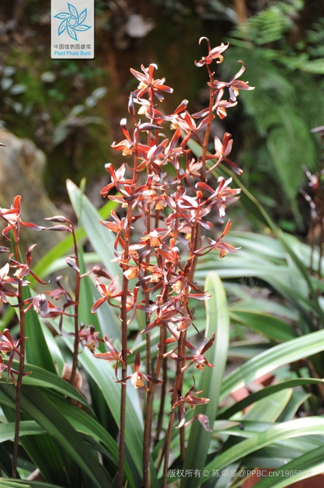 墨兰(图片来源:中国植物图像库-陈炳华)