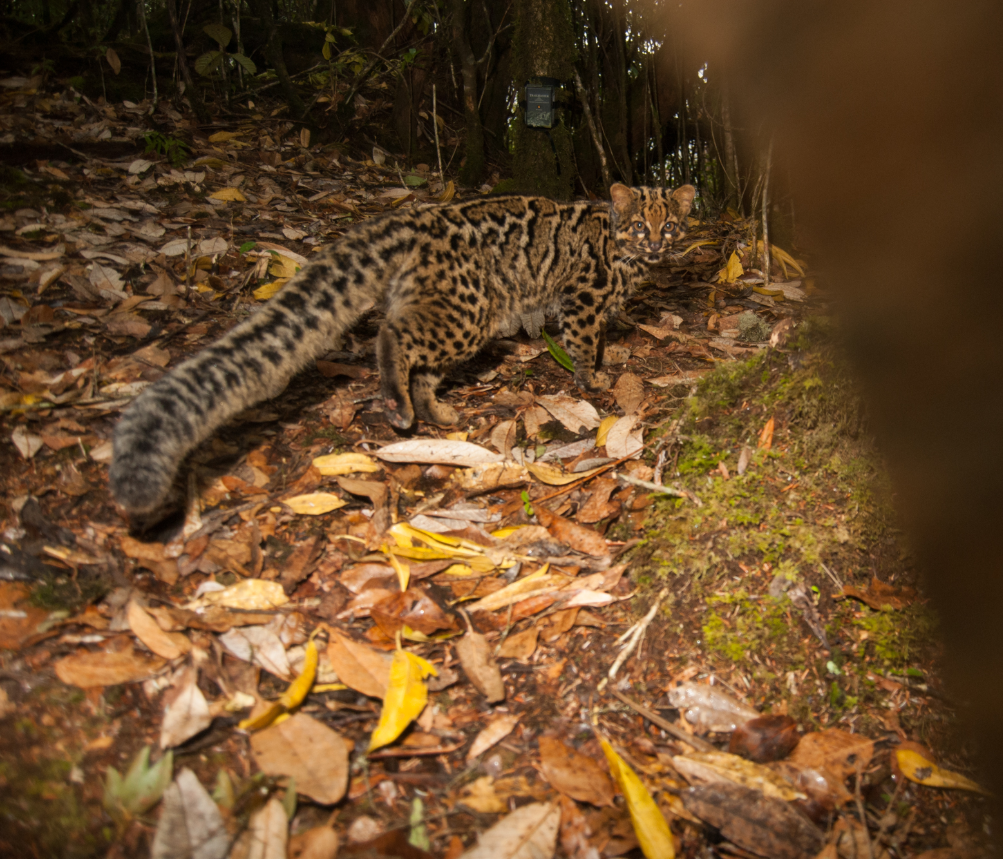 云猫 (摄于云南德宏 自然影像中国供图)