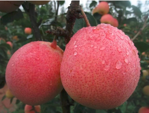 祥云红梨已经有上百年的种植历史,在当地传统种植的