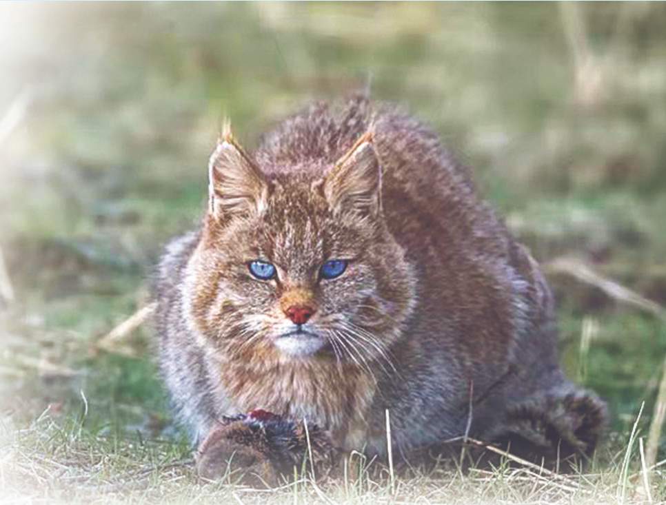 荒漠猫 (宋大昭摄于青海)