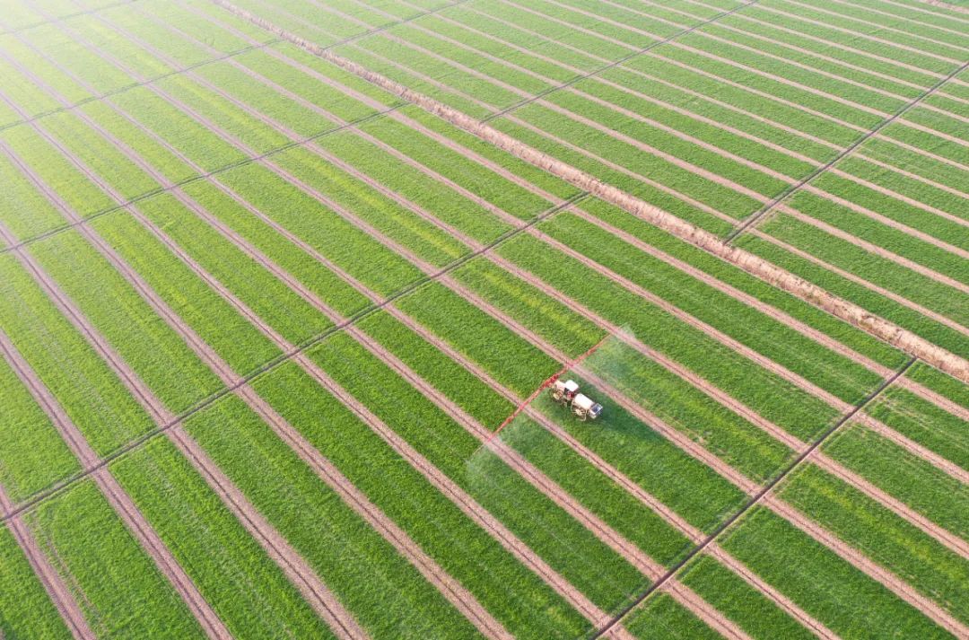 安徽宿松农垦华阳河农场的植保机在麦田里工作，摄影：李龙。来源：中经视觉