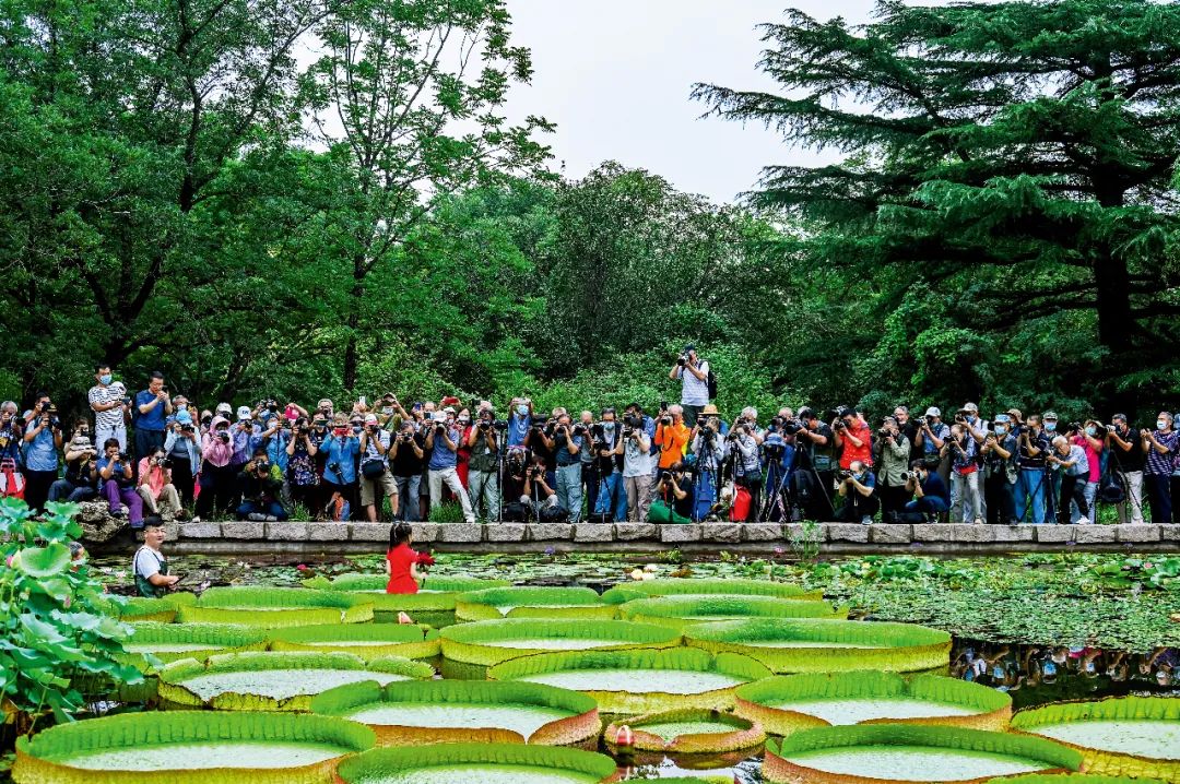 2020年8月1日，中科院植物研究所北京植物园内，盛开的王莲、睡莲吸引了众多摄影爱好者。图/视觉中国