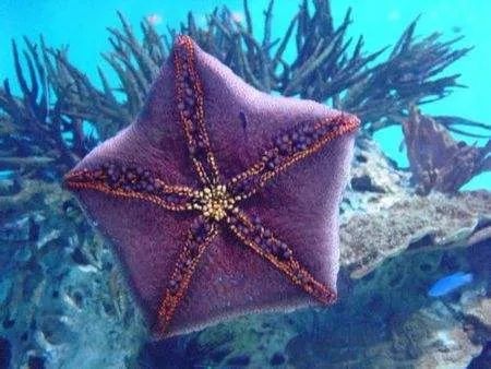 许多海星是海底的"滤食者",是礁石的"清洁工",也有的海星是吃肉的