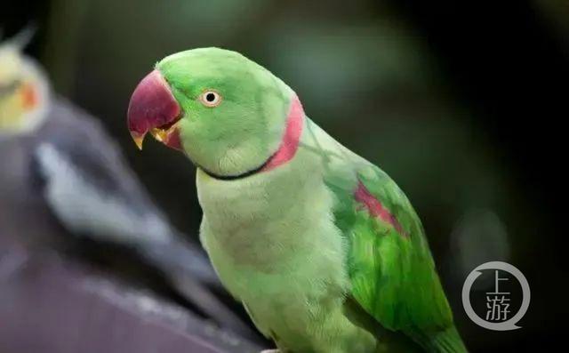 国家二级保护动物亚历山大鹦鹉.