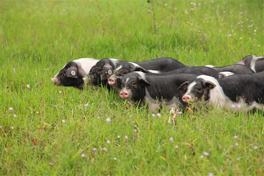 全面无抗养殖还有多远