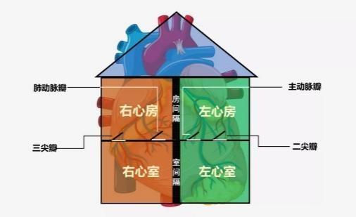 房子门窗:二尖瓣,主动脉瓣,三尖瓣,肺动脉瓣四个房间:左心房,左心室