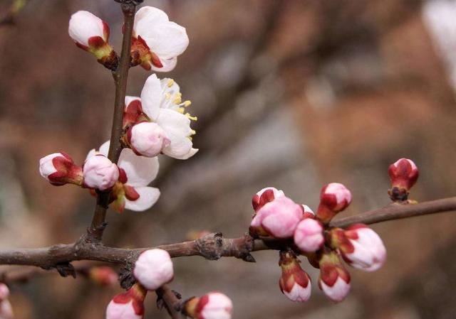 杏花和它的萼片(图源网络)