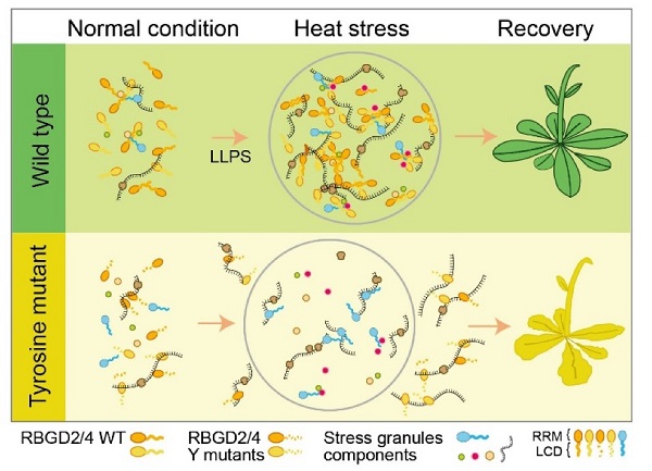 图2：RBGD2/4可能通过相分离招募特定转录本到应激颗粒中来提高植物耐热性
