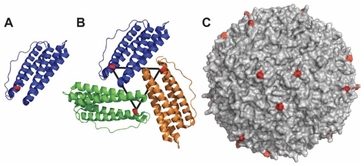 如图：人铁蛋白结构示例