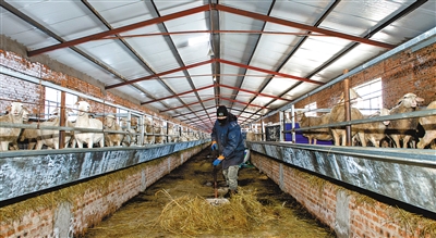 小羊羔培育大产业