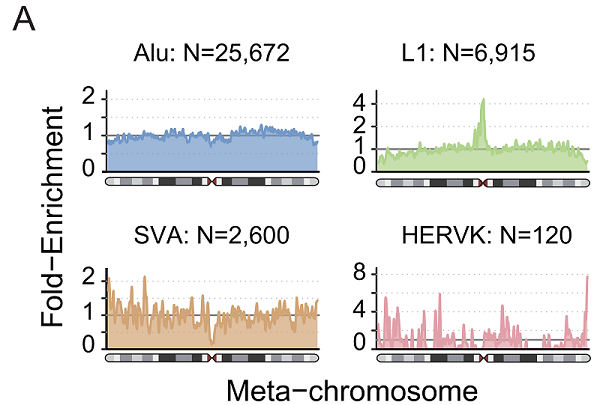 图3. MEI在染色体上的分布