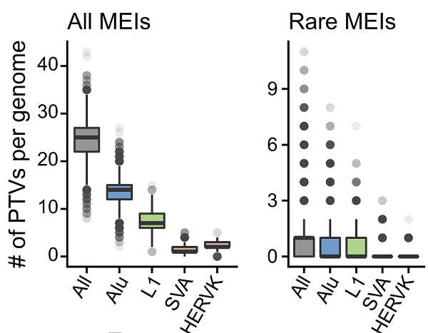 图5. 每个基因组中MEI导致的蛋白质截断变异数量