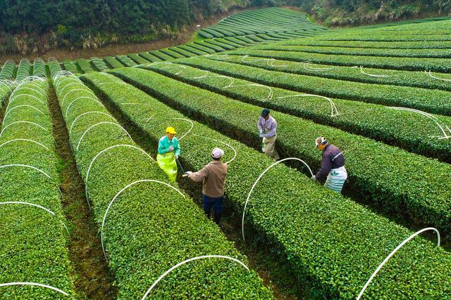 茶叶发芽了淳安这个茶园搭上了保质增效棚