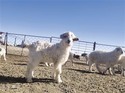 在乌兰察布市四子王旗脑木更苏木阿莫吾素嘎查宝音家的羊圈里,一群