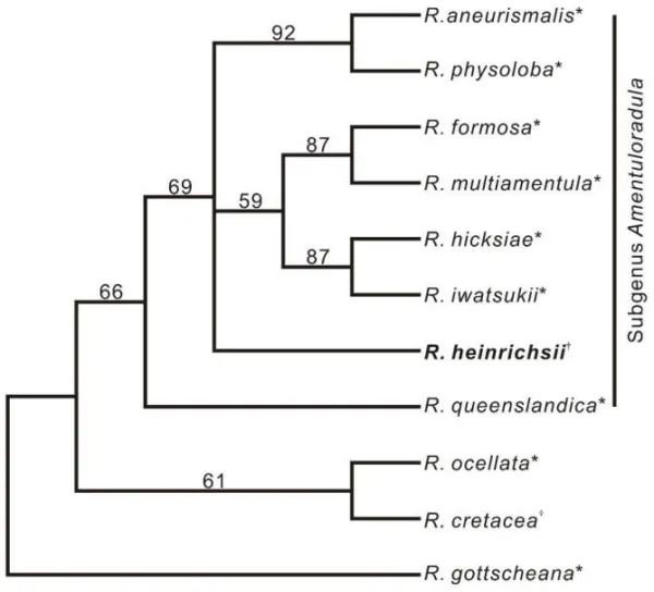 亨氏扁萼苔(radula&nbsp;heinrichsii)及相关类群的系统发育树&nbsp