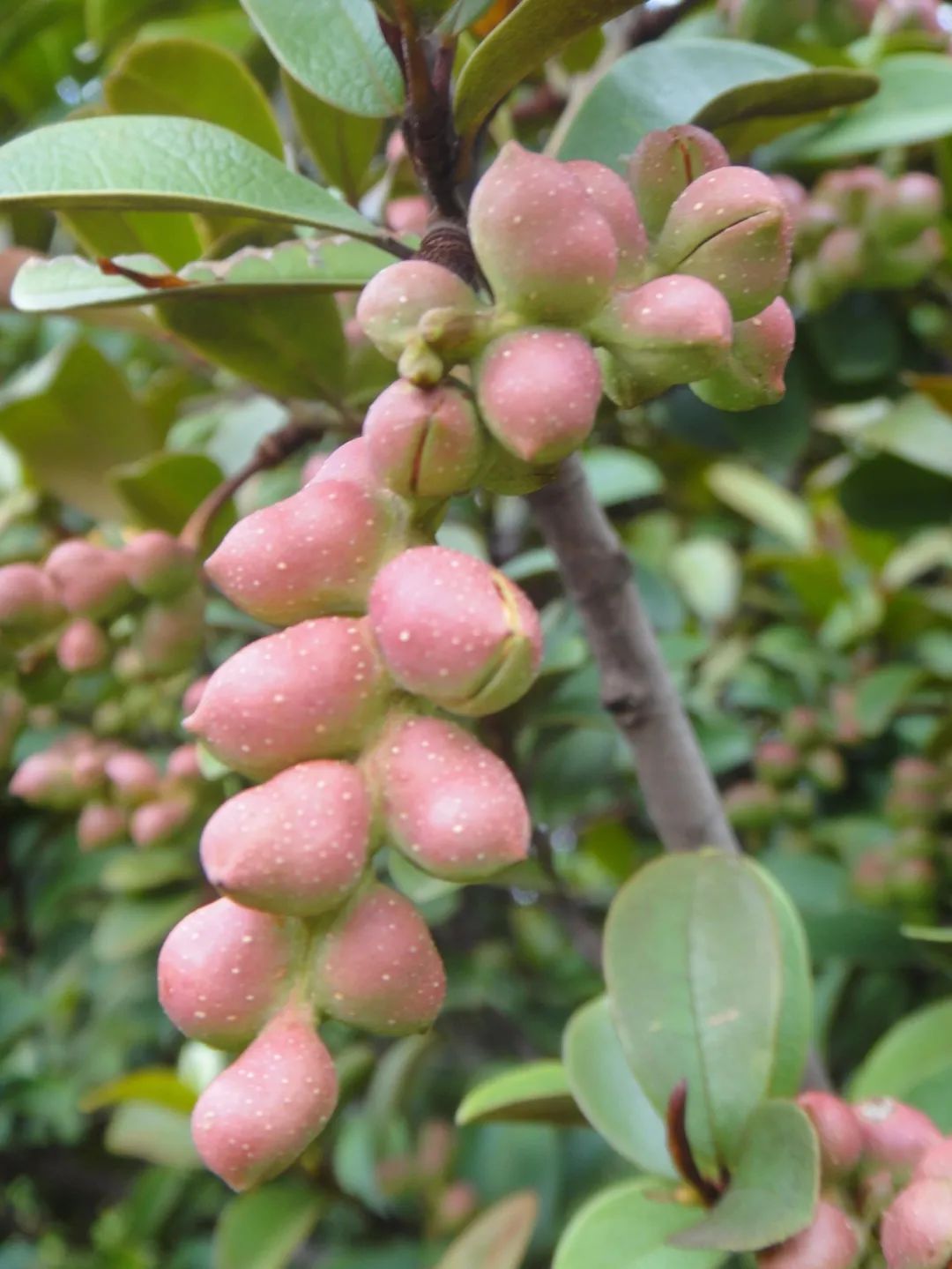 林草日历④云南乡土树种醉香含笑深山含笑云南含笑