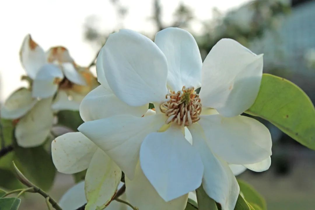 林草日历④云南乡土树种醉香含笑深山含笑云南含笑
