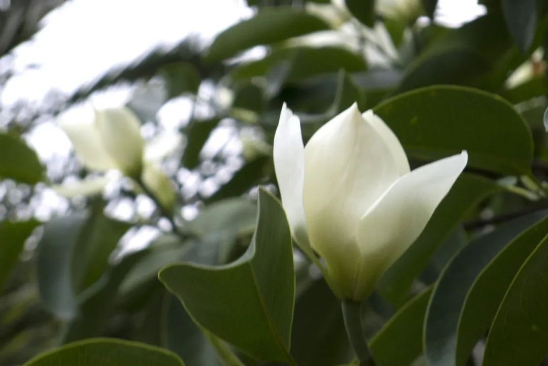 林草日历④云南乡土树种醉香含笑深山含笑云南含笑