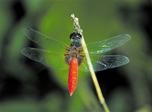 海口记录蜻蜓种类已达54种