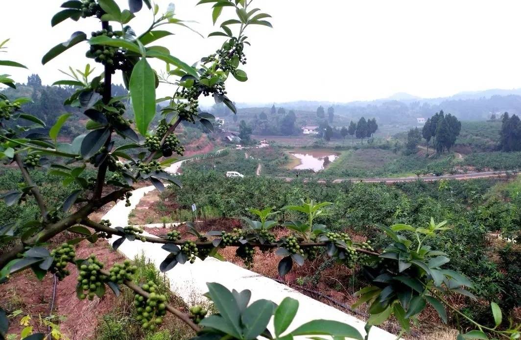 乐至东山镇青花椒种植基地(资料图)